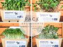 Micro pousses Pack découverte bio 4 barquettes