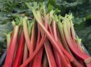 Rhubarbe Mikoot - 5kg