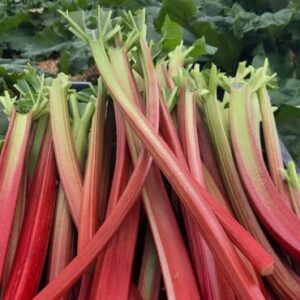 Rhubarbe Mikoot - 5kg