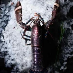 Homard Vivant - 500g